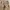 Loewe Cotton High Waist Cargo Pants Women