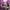 vans knu skool purple white photo 7