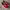 Vans skate authentic redchili photo 2