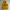 Dickies Kuning Yellow photo 1