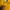 Dickies Kuning Yellow photo 5
