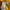 Dickies Kuning Yellow photo 4