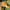 Timberland Icon Yellow Boots