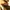 timberland icon yellow boots photo 5
