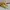 Converse CTAS Hi Yellow