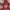 Xuan Tang Drgaon Embroidery Red Cheongsam Long Shirt  photo 7
