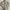 Pierre Cardin Casual Puffer Jacket Pria Tan