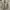 Pierre Cardin Casual Puffer Jacket Pria Tan