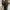 Flatshoes Steve Madden uk 7 photo 4