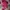 Casual Sneakers Pria Red