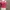 Tangtop Kutung Pink Crop Cantik photo 2