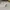 Vintage Shiba Inu Japan Iconic  photo 3
