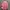 Hem pink noena photo 1