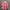 Hem Pink Noena