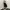 Fluke Baggy jorts black photo 3