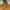 Disney Minimalist Hoody Pria orange photo 3