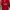 Jersey Latihan Official PBSI Tim Indonesia 2025