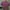 Crop top ribbon pink photo 1