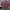 Crop Top Ribbon Pink