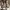 Fossil Elina Small Convertible Backpack photo 6