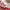 Fairy Coquette Swimwear Wanita red yellow photo 3