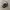 Hysteric mini trucker cap for kids photo 1