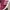 ADIDAS CAMPUS SECOND 41  photo 7