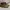 Dickies boots high brown photo 1