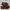 Skechers Wingtip Leather Brown