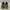 Dickies Skateboard low top photo 3