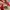 Vans Authentic Red Chili photo 7