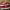 vans authentic red / red chili 24cm photo 1