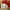 vans authentic red / red chili 24cm photo 7