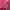 Jill Stuart Casual Crop top Wanita pink photo 4