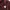 Hoodie maroon dickies 1992 photo 5
