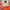 topi xlarge photo 1