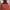 Blackyak Gorpcore Casual Puffer jacket Pria burgundy brown photo 2
