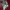 Adidas Casual Track jacket Pria red photo 3