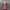 Authentic MSGM Floral Midi Dress photo 3