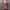 Authentic MSGM Floral Midi Dress photo 1