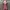 Authentic MSGM Floral Midi Dress