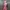Authentic MSGM Floral Midi Dress photo 2