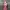 Authentic MSGM Floral Midi Dress