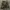 Jorts WW2 Military Jerman