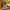 Stussy Casual Hoody Pria yellow photo 4