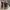 Clarks originals desert boots snakeskin cowhide effect photo 2
