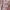 Vintage Babydoll dress Wanita white pink photo 3