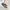 ASICS NOVABLAST 4 PLATINUM BLACK photo 2