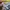 KAOS MINIONS DESPICABLE ME ORIGINAL 100% photo 3