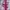 Yue Hua White & Pink Floral Cheongsam  photo 8